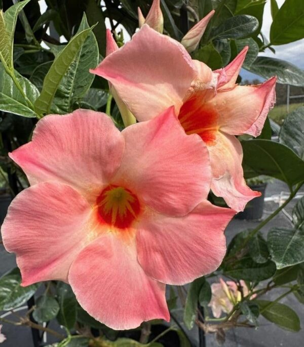Mandevilla, New! Giant Peach, 4 Inch Pot