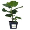 Hibiscus Cajun Color Live Plant – City Slicker 4 Inch Pot - Image 3