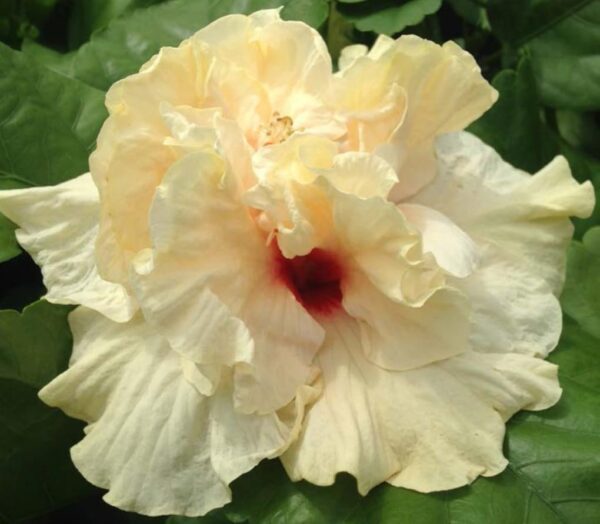 Hibiscus Cajun Color Live Plant – Rising Moon 4 Inch Pot