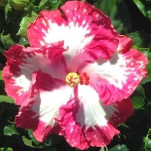 Hibiscus Cajun Color Live Plant – Tres Bon 4 Inch Pot