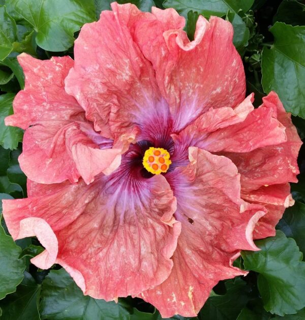 Hibiscus Cajun Color Live Plant – Tsunami 4 Inch Pot
