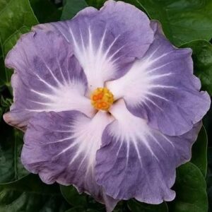 Hibiscus Cajun Color Live Plant – Tropical Flowering Shrub – BlackBerry Jam Starter Plant Hibiscus Hybrid for Garden or Patio – Exotic Flowers, Hibiscus Starter Plant