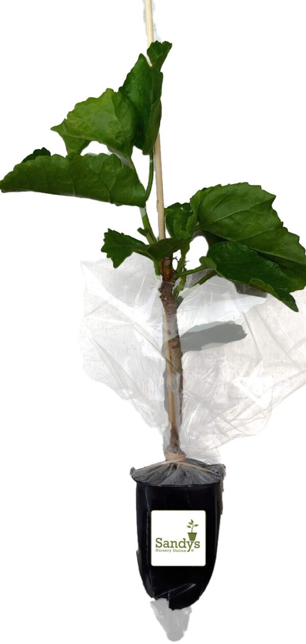 Hibiscus Cajun Color Live Plant – Tropical Flowering Shrub – BlackBerry Jam Starter Plant Hibiscus Hybrid for Garden or Patio – Exotic Flowers, Hibiscus Starter Plant - Image 2