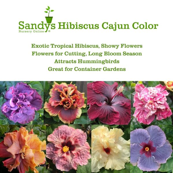 Hibiscus Cajun Color Live Plant – Tropical Flowering Shrub – BlackBerry Jam Starter Plant Hibiscus Hybrid for Garden or Patio – Exotic Flowers, Hibiscus Starter Plant - Image 4