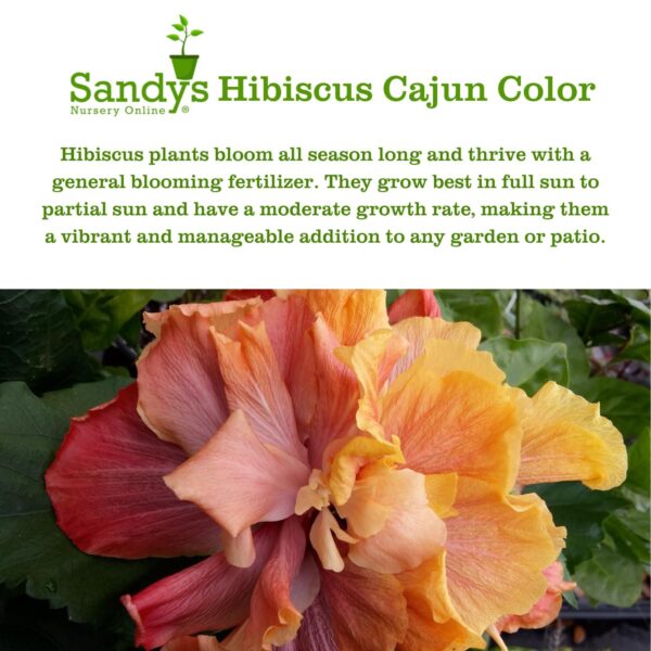 Hibiscus Cajun Color Live Plant – Tropical Flowering Shrub – BlackBerry Jam Starter Plant Hibiscus Hybrid for Garden or Patio – Exotic Flowers, Hibiscus Starter Plant - Image 5