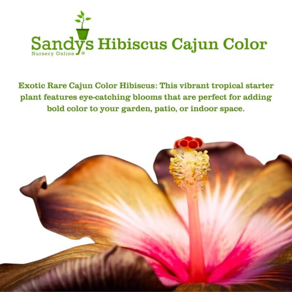 Hibiscus Cajun Color Live Plant – Tropical Flowering Shrub – BlackBerry Jam Starter Plant Hibiscus Hybrid for Garden or Patio – Exotic Flowers, Hibiscus Starter Plant - Image 6