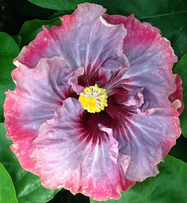 Hibiscus Cajun Color Live Plant Dark Princess Starter Plant