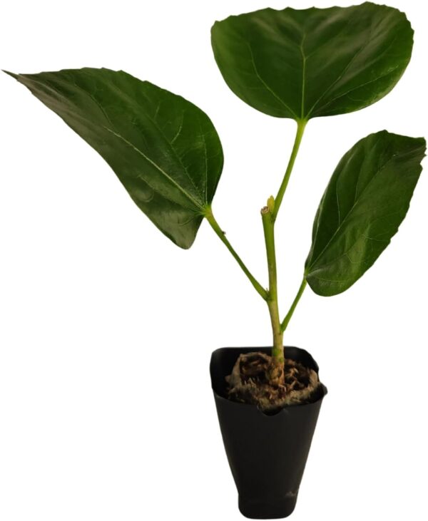 Hibiscus Cajun Color Live Plant Dark Princess Starter Plant - Image 4