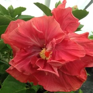 Hibiscus Cajun Color Rum Rascal Starter Plant Hybrid  Big Double Flowers