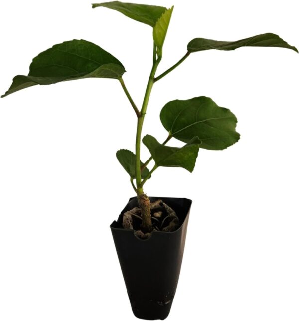Hibiscus Cajun Color Rum Rascal Starter Plant Hybrid  Big Double Flowers - Image 4