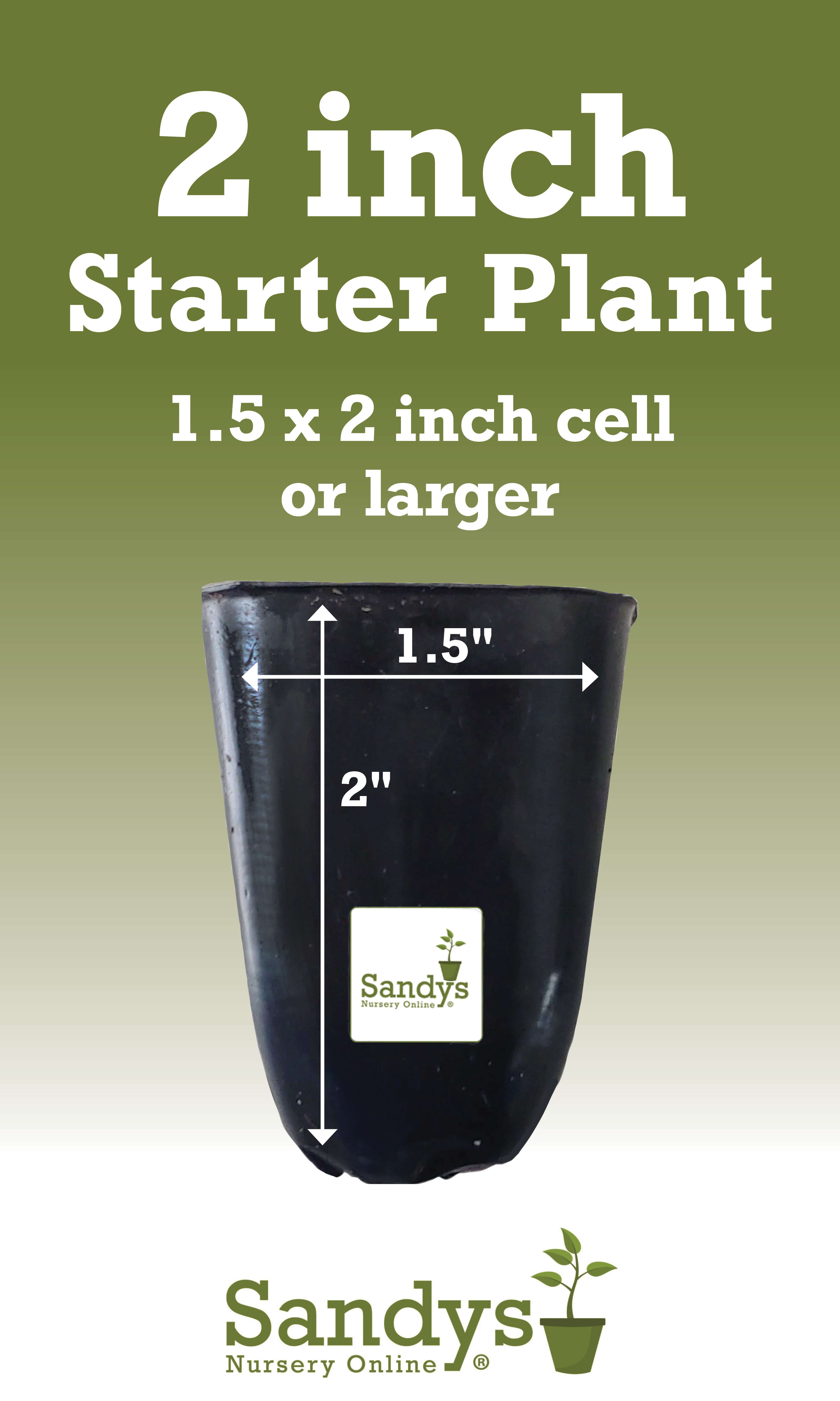 Jasmine Sambac "Grand Duke of Tuscany" Starter Plant - Image 3