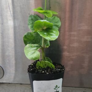 Jasmine Sambac "Grand Duke of Tuscany" Starter Plant