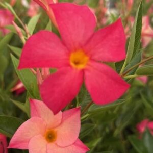 Mandevilla, New! Magic Pink FiredUp, Starter Plants, Lot of 2