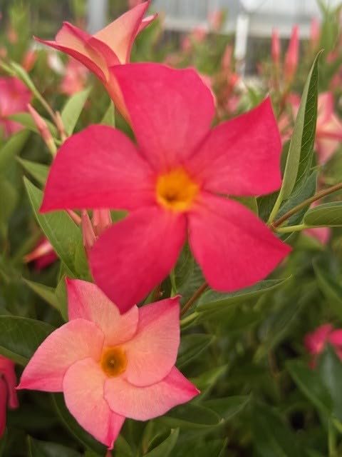 Mandevilla, New! Magic Pink FiredUp, Starter Plants, Lot of 2
