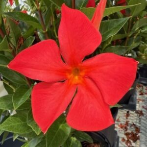 Mandevilla, New! Maui Sunset, Starter Plants, Lot of 2