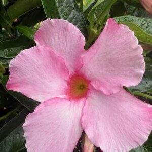 Mandevilla, New! Giant Powder Pink, 3 Inch Pot