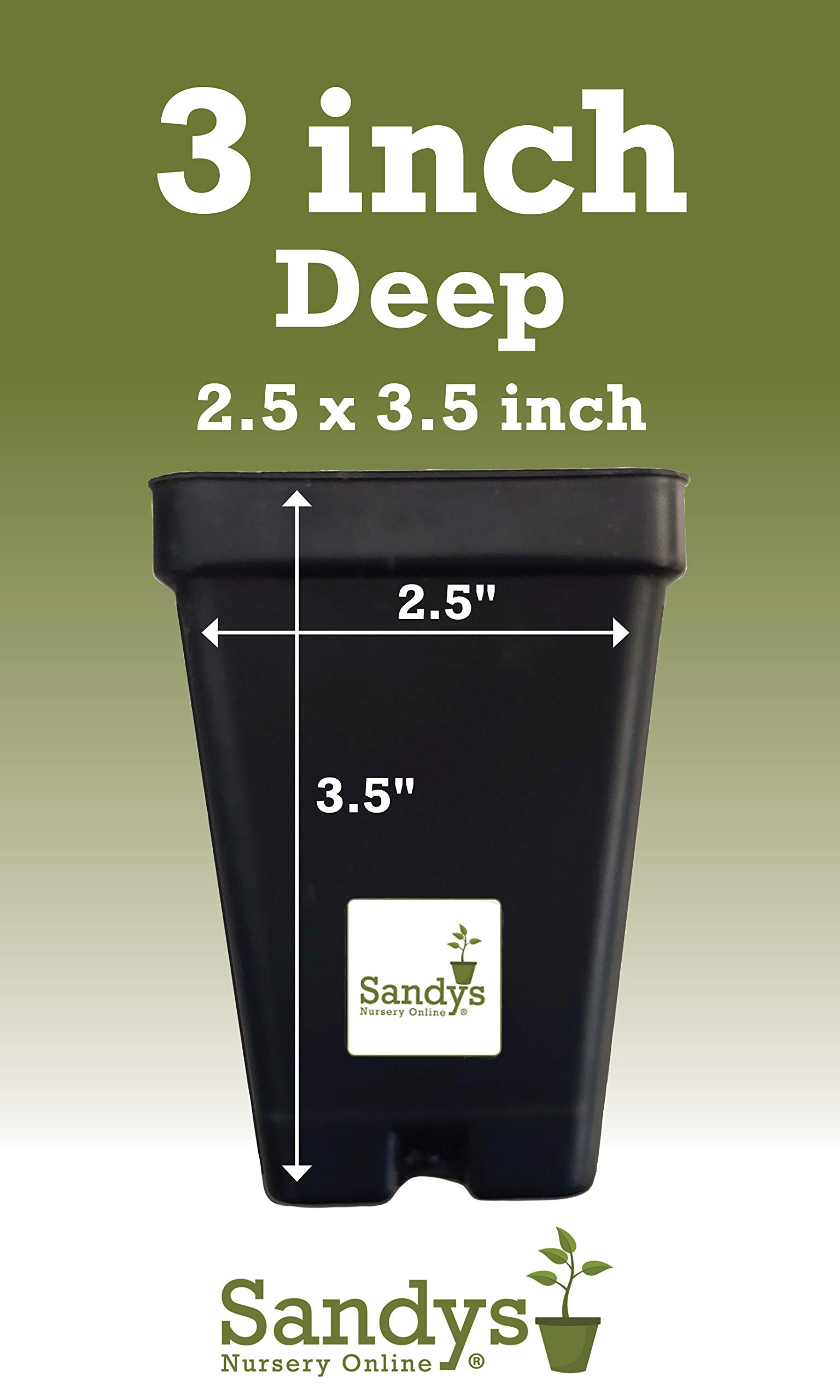 Mandevilla, New! Giant Powder Pink, 3 Inch Pot - Image 2