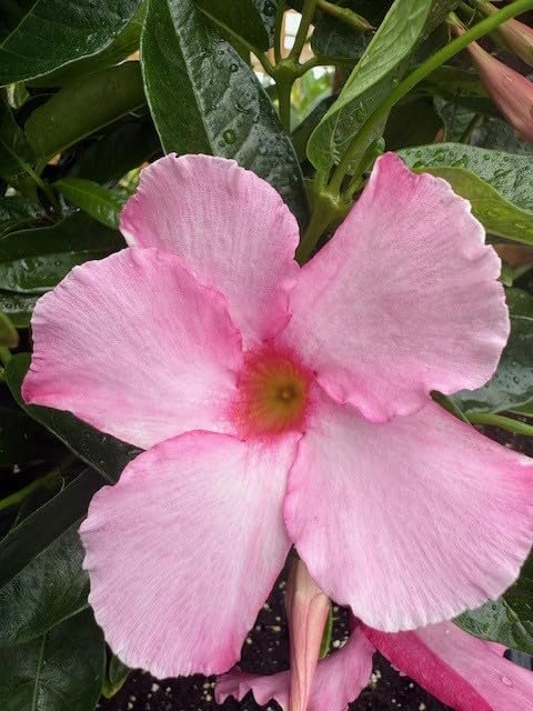 Mandevilla, New! Giant Powder Pink, Starter Plants, Lot of 2 - Image 5