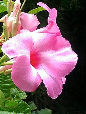 Alice-Du-Pont-Mandevilla