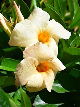 Apricot-Mandevilla