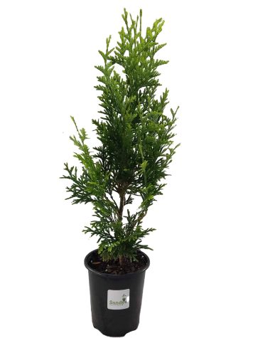 Green Giant Quart XL SNO Wht (1)