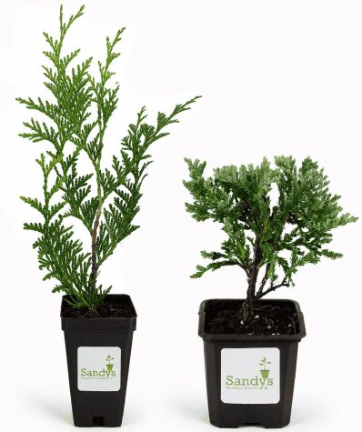 July Plant Sale 2