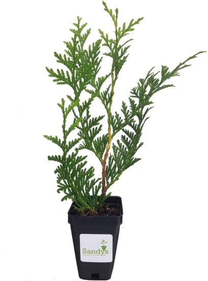 Thuja Green Giant Arborvitae 3 Inch Deep Pot, 12-16 Inches Tall