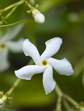 confederate-jasmine