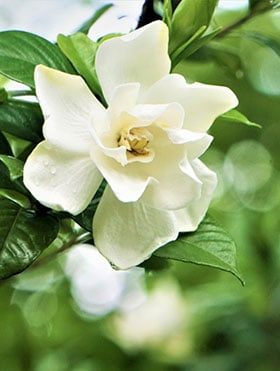 gardenia